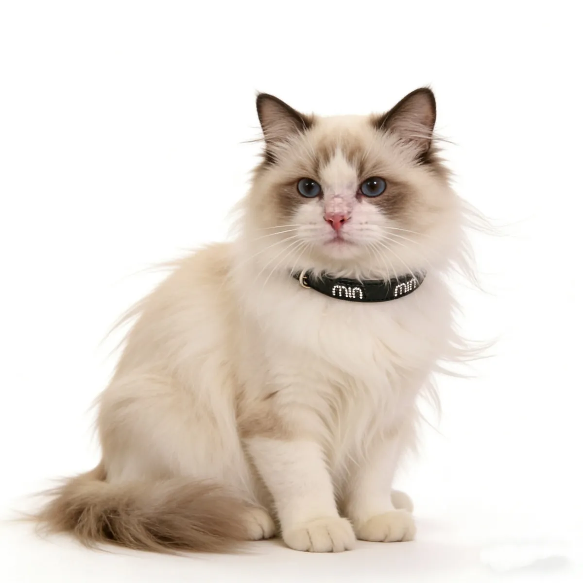 Premium Designer Dog Collar – Stylish Luxury Collar for Modern Pets