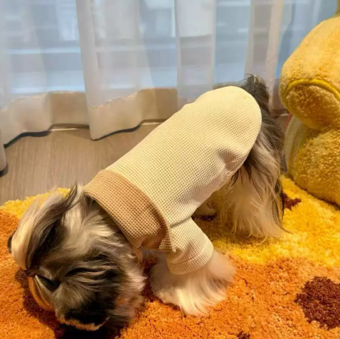 Luxury Designer Dog & Cat Hoodie – Cozy Pet Sweatshirt for Small Dogs