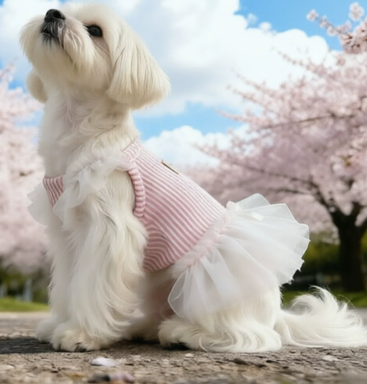 Luxury Lace Summer Dress for Small Dogs – Cute Pet Apparel for Bichons, Pomeranians & Yorkshires